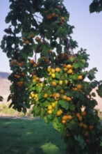 Apricots in Orchard at Acacia Grove